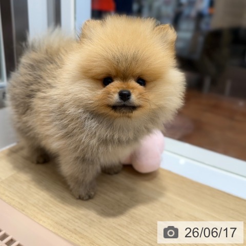 ポメラニアンの写真