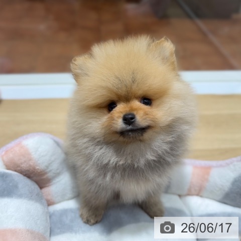 ポメラニアンの写真