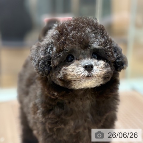 大阪府のトイプードル(トイ) (ペットプラス イオン大日店/2026年4月4日生まれ/女の子/グレー)の子犬の4枚目の画像
