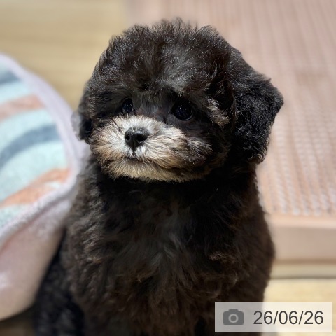 大阪府のトイプードル(トイ) (ペットプラス イオン大日店/2026年4月4日生まれ/女の子/グレー)の子犬の3枚目の画像