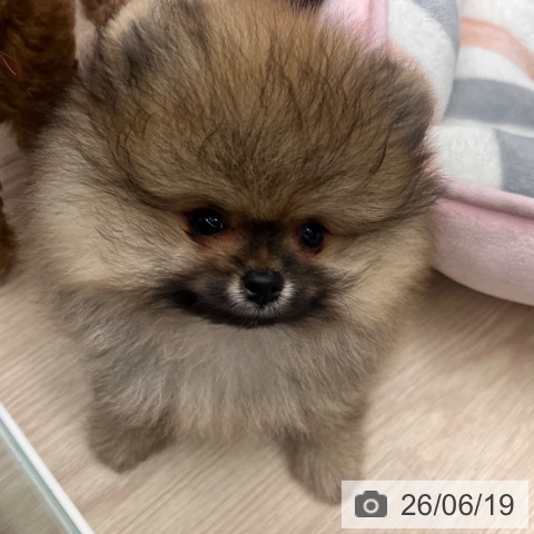 京都府のポメラニアン (ペットプラス 京都桂川店/2026年4月8日生まれ/男の子/オレンジセーブル)の子犬の4枚目の画像