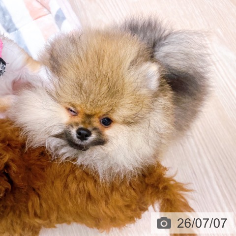 ポメラニアンの写真