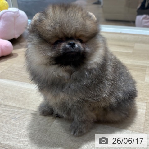 ポメラニアンの写真