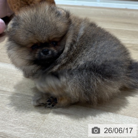 ポメラニアンの写真