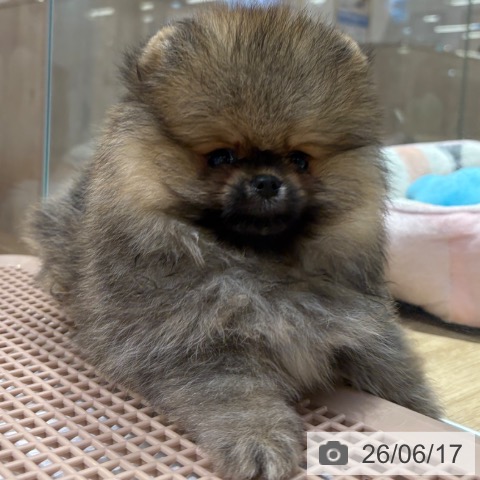 ポメラニアンの写真