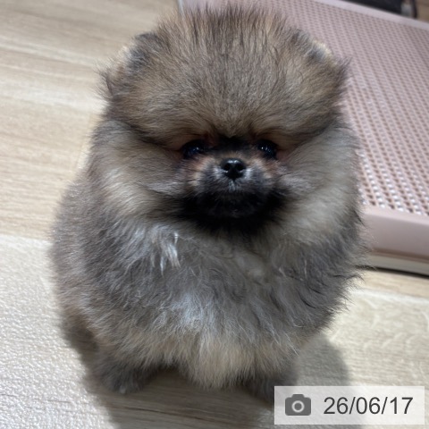 ポメラニアンの写真