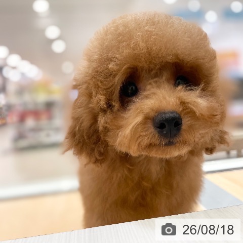 トイ・プードルの写真