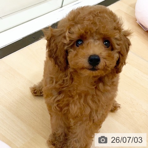 新潟県のトイプードル(トイ) (ペットプラス 新潟青山店/2026年4月16日生まれ/男の子/レッド)の子犬の3枚目の画像