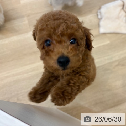 京都府のトイプードル(トイ) (ペットプラス 久御山店/2026年4月16日生まれ/男の子/レッド)の子犬の4枚目の画像