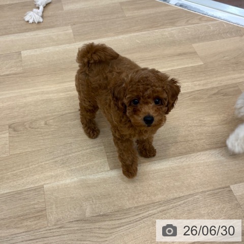 京都府のトイプードル(トイ) (ペットプラス 久御山店/2026年4月16日生まれ/男の子/レッド)の子犬の3枚目の画像