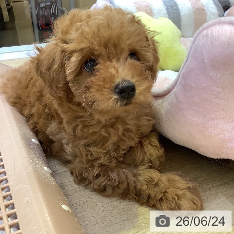 兵庫県のトイプードル(トイ) (ペットプラス 明石店/2026年4月16日生まれ/男の子/レッド)の子犬の4枚目の画像