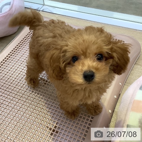 兵庫県のトイプードル(トイ) (ペットプラス 明石店/2026年4月16日生まれ/男の子/レッド)の子犬の4枚目の画像