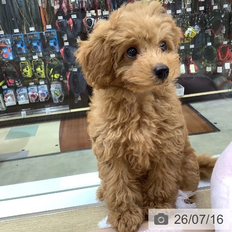 兵庫県のトイプードル(トイ) (ペットプラス 明石店/2026年4月16日生まれ/男の子/レッド)の子犬の4枚目の画像