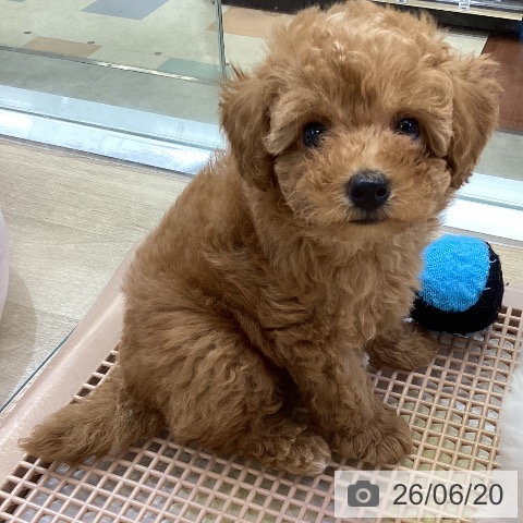 兵庫県のトイプードル(トイ) (ペットプラス 明石店/2026年4月16日生まれ/男の子/レッド)の子犬の3枚目の画像