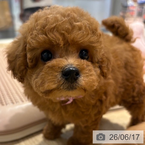 トイ・プードルの写真