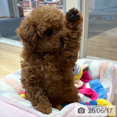 トイ・プードルの写真