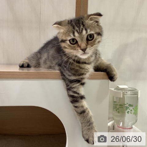 大阪府のスコティッシュフォールド (ペットプラス 鶴見店/2026年4月13日生まれ/男の子/ブラウンタビー)の子猫の4枚目の画像