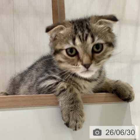 大阪府のスコティッシュフォールド (ペットプラス 鶴見店/2026年4月13日生まれ/男の子/ブラウンタビー)の子猫の3枚目の画像