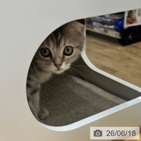 スコティッシュフォールドの写真