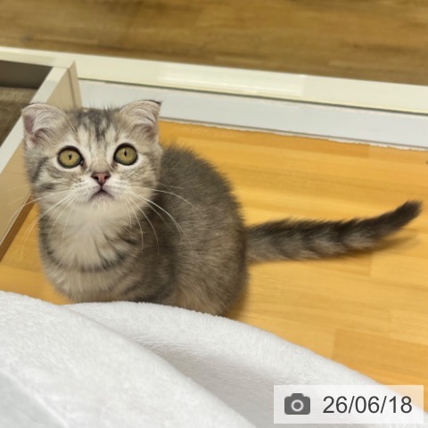 大阪府のスコティッシュフォールド (ペットプラス 堺鉄砲町店/2026年4月13日生まれ/女の子/ブルータビー)の子猫の4枚目の画像