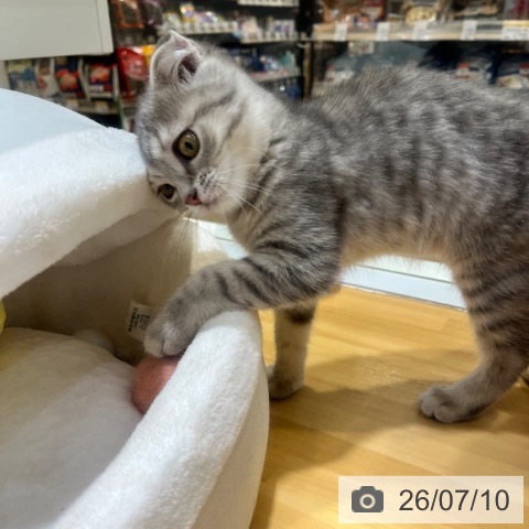 大阪府のスコティッシュフォールド (ペットプラス 堺鉄砲町店/2026年4月13日生まれ/女の子/ブルータビー)の子猫の4枚目の画像