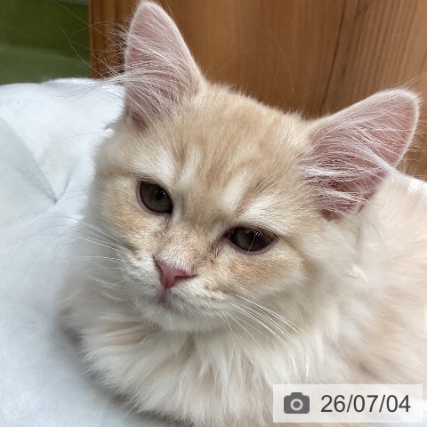 埼玉県のラガマフィン (ペットプラス 八潮店/2026年4月17日生まれ/女の子/クリームタビー)の子猫の4枚目の画像