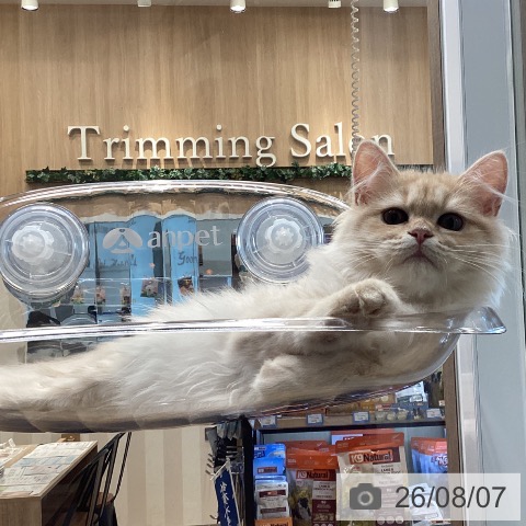 ラガマフィンの写真