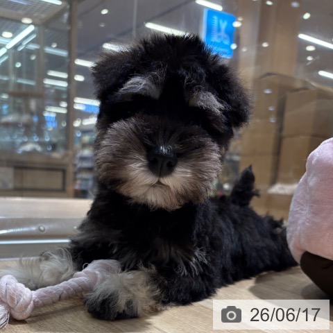 大阪府のミニチュアシュナウザー (ペットプラス イオン大日店/2026年4月10日生まれ/男の子/ブラックシルバー)の子犬の4枚目の画像