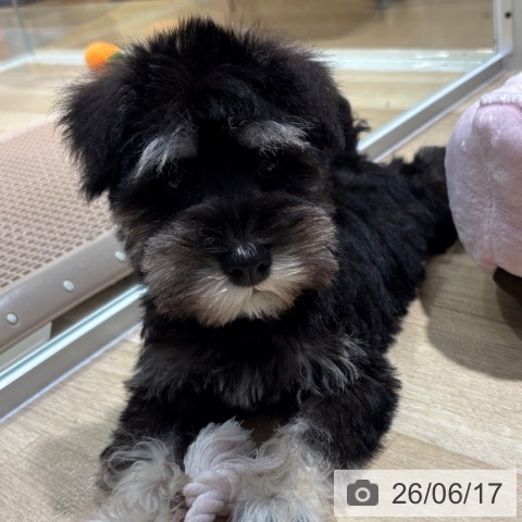 大阪府のミニチュアシュナウザー (ペットプラス イオン大日店/2026年4月10日生まれ/男の子/ブラックシルバー)の子犬の3枚目の画像