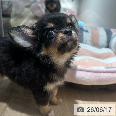 チワワの写真