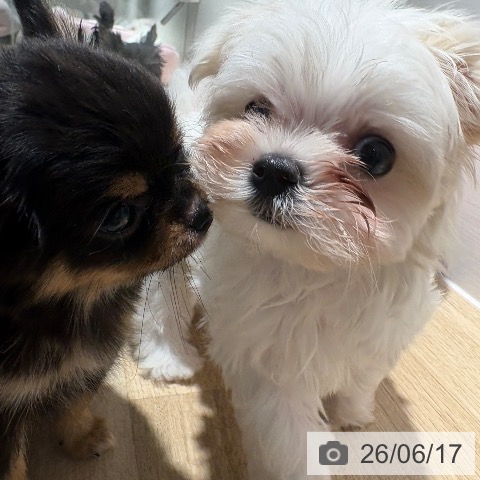 チワワの写真