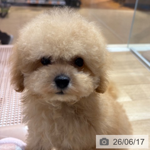 トイ・プードルの写真