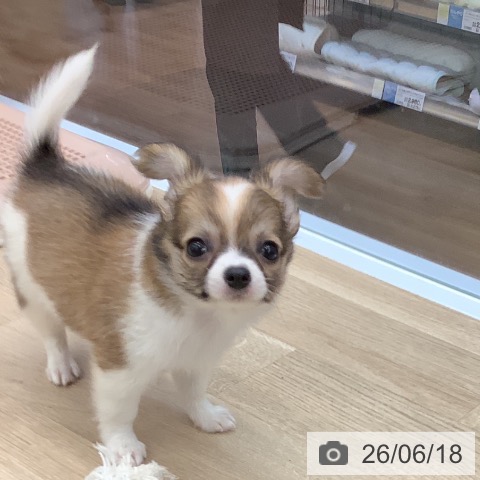 チワワの写真