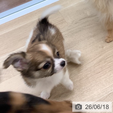 チワワの写真