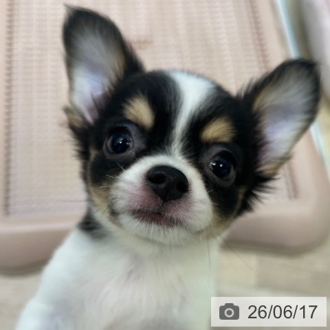 チワワの写真