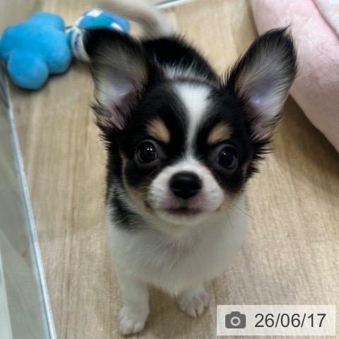 チワワの写真
