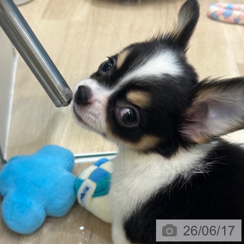 チワワの写真