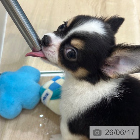 チワワの写真