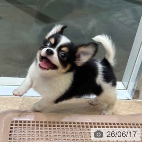 チワワの写真