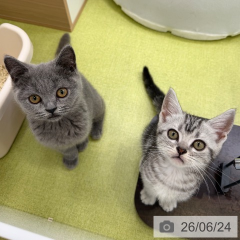 大阪府のブリティッシュショートヘアー (ペットプラス ららぽーと和泉店/2026年4月15日生まれ/女の子/ブルー)の子猫の4枚目の画像