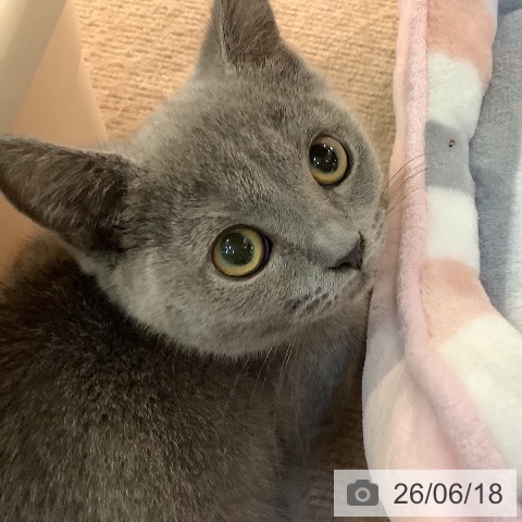 京都府のブリティッシュショートヘアー (ペットプラス イオンモールKYOTO店/2026年4月15日生まれ/女の子/ブルー)の子猫の4枚目の画像