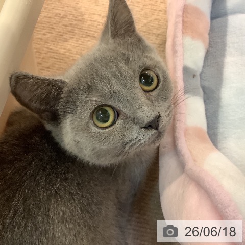 京都府のブリティッシュショートヘアー (ペットプラス イオンモールKYOTO店/2026年4月15日生まれ/女の子/ブルー)の子猫の3枚目の画像