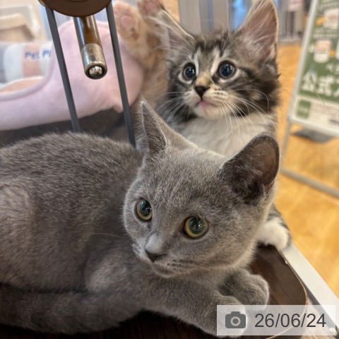京都府のブリティッシュショートヘアー (ペットプラス イオンモールKYOTO店/2026年4月15日生まれ/女の子/ブルー)の子猫の4枚目の画像