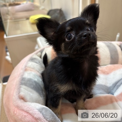 チワワの写真