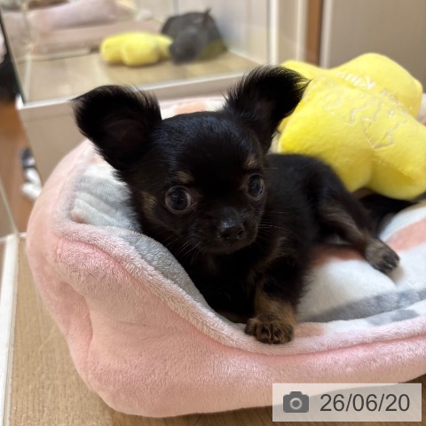 チワワの写真