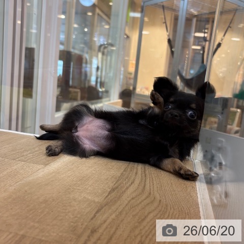 チワワの写真