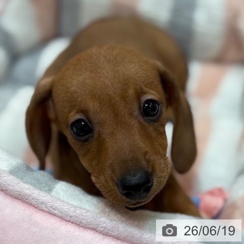 ミニチュア・ダックスフンドの写真