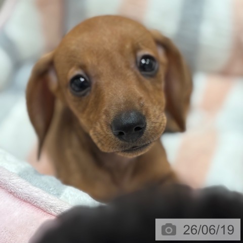 ミニチュア・ダックスフンドの写真