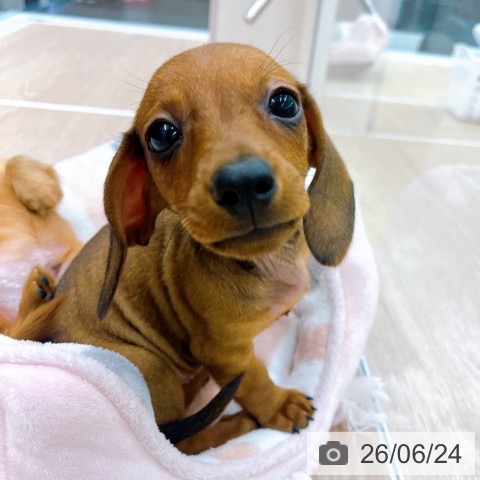 京都府のミニチュアダックスフンド(ロング) (ペットプラス 京都桂川店/2026年4月17日生まれ/男の子/シェーデットレッド)の子犬の4枚目の画像