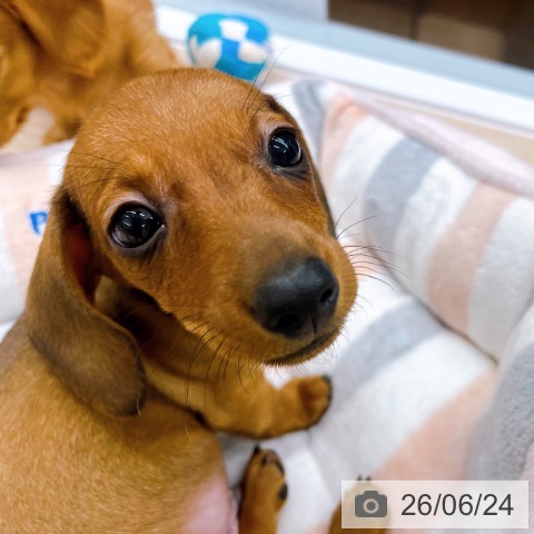 京都府のミニチュアダックスフンド(ロング) (ペットプラス 京都桂川店/2026年4月17日生まれ/男の子/シェーデットレッド)の子犬の3枚目の画像